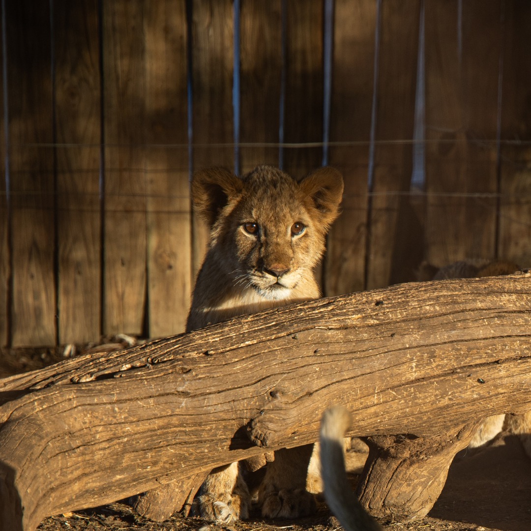 FOUR PAWS South Africa (@fourpawsza) on Twitter photo 🦁 Did you know? Over 3,500 big cats and 34,000 body parts have been exported from South Africa in the last 20 years.  
 
Let's end this exploitation: four-paws.org.za/our-stories/pr… 🦁 Did you know? Over 3,500 big cats and 34,000 body parts have been exported from South Africa in the last 20 years.  
 
Let's end this exploitation: four-paws.org.za/our-stories/pr…