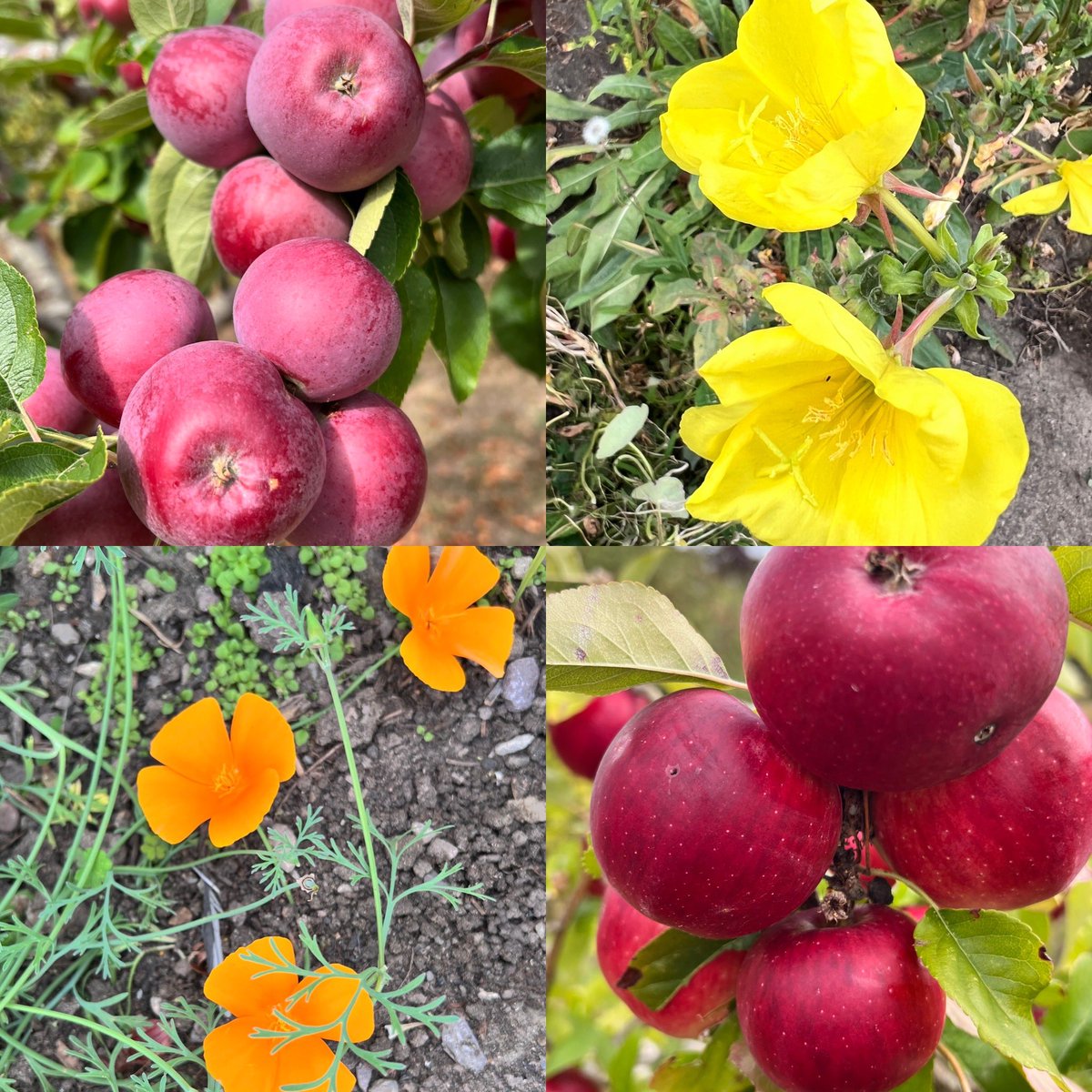September colour and harvest time #EnglishHarvest #Gardenlife #Cotswolds