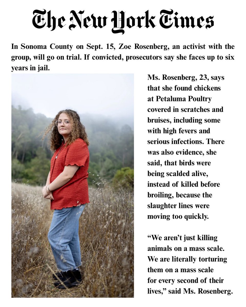 .<a href="/nytimes/">The New York Times</a> reports on DxE and an upcoming trial where Zoe Rosenberg faces half a decade in jail for rescuing four abused, neglected chickens from Perdue’s Petaluma Poultry slaughterhouse. 

Since 2013, Direct Action Everywhere investigators have documented routine violations of