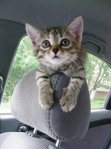 ☆•☆ Now it's time to go home. Ciao  ... ❤️🕊😻🥰☀️🍀🖐 ☆•☆