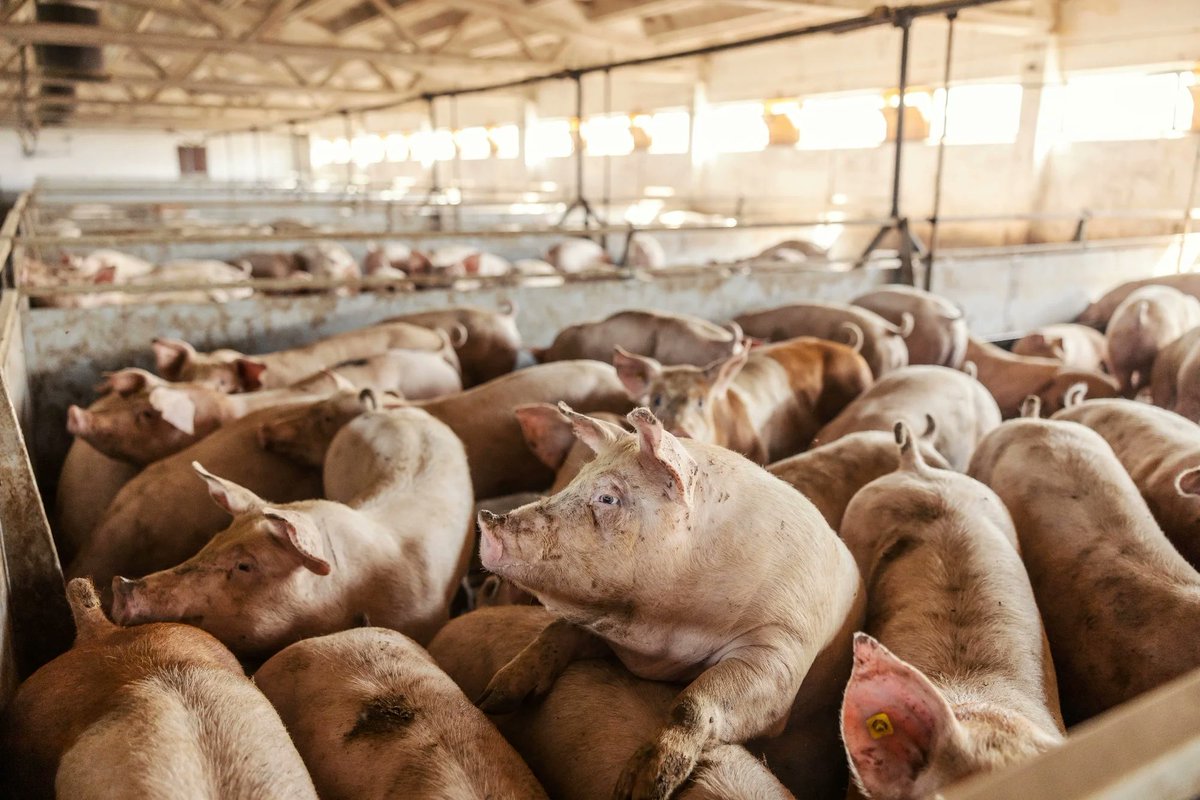 AlexHershaft's tweet photo. The billions of innocent animals killed for food did not have a choice, but we do. October 2nd is World Farmed Animals Day. 📷 #WorldDayforFarmedAnimals  https://t.co/8Qjlv5Rrbn https://t.co/rwc0Wqvlre