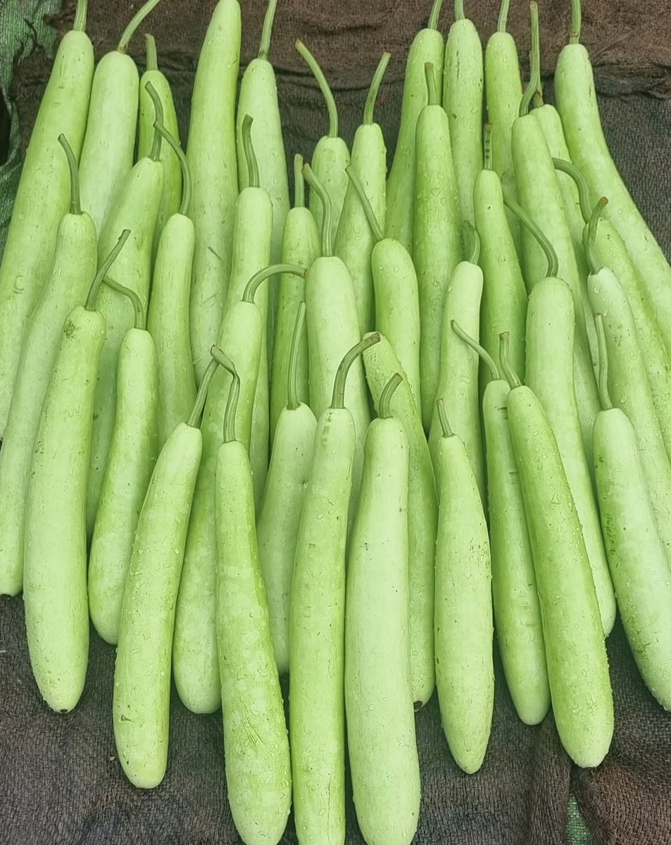 "निःसंकोच और निडर होकर खाएँ बाजार की हर लौकी l कहीं भी Oxitocin का injection नहीं  लगता l यह injection केवल यूट्यूब पर ही लगता दिखता है l लौकी के विरुद्ध यह मात्र एक दुष्प्रचार और षड्यंत्र है, जो किसानो और उपभोक्ता दोनों के हित में नहीं है l देश की कई संस्थाओं में हुये हैं इसके