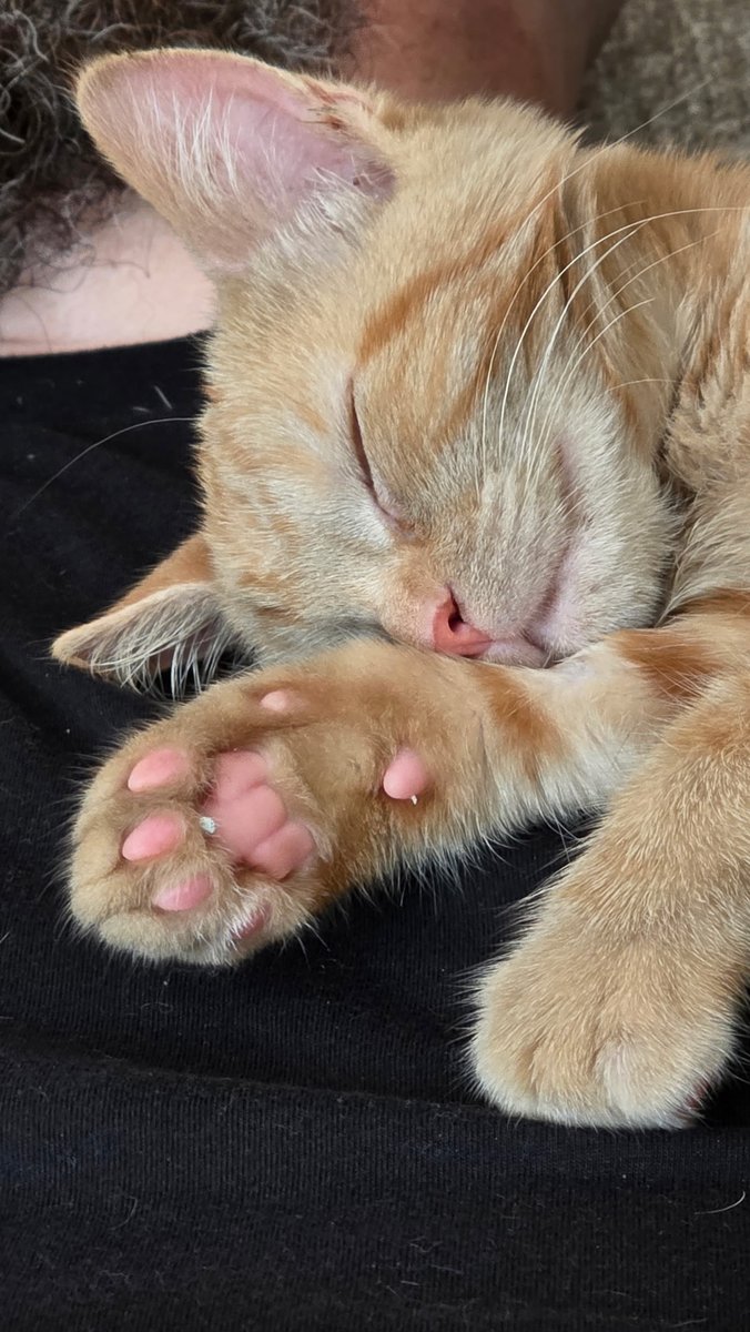 Say hello to my new Kitty. His name is Mango and he's afraid of farts.