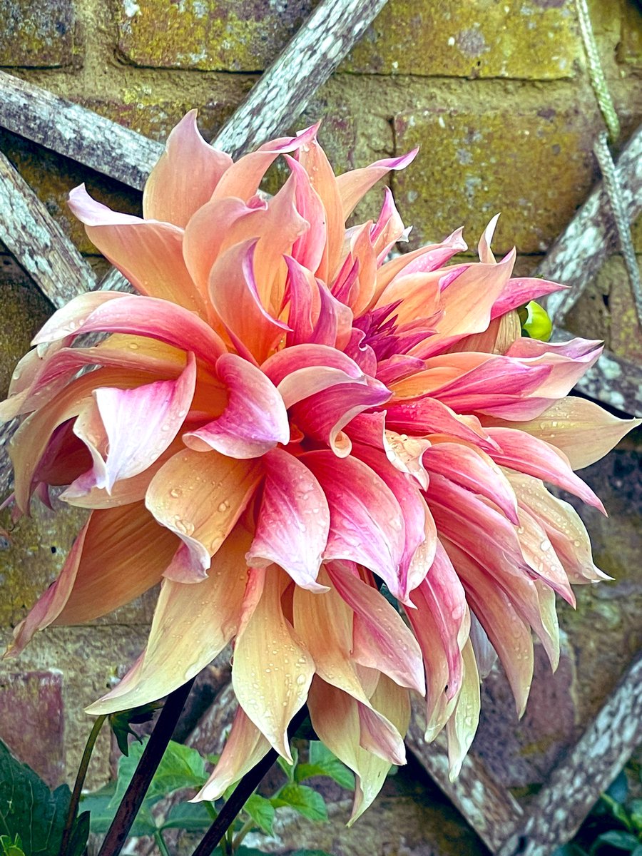 Labyrinth again, well I’m sorry but she is my favorite! Have a joyful evening 
#dahlia #garden #gardening #flower