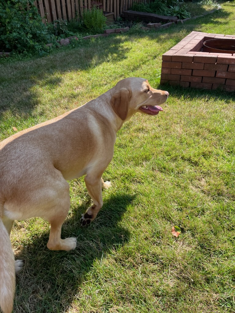 YOUR VOCM (@590vocm) on Twitter photo Caller to <a href="/VOCMOpenline/">Paddy Daly</a> needs our help.
This pup was found on Carrick Drive in Wedgewood Park, St. John's @ 11am.
For contact, please email onair@vocm.com or call 709-273-5211.
#nltraffic
#nllostpets Caller to <a href="/VOCMOpenline/">Paddy Daly</a> needs our help.
This pup was found on Carrick Drive in Wedgewood Park, St. John's @ 11am.
For contact, please email onair@vocm.com or call 709-273-5211.
#nltraffic
#nllostpets