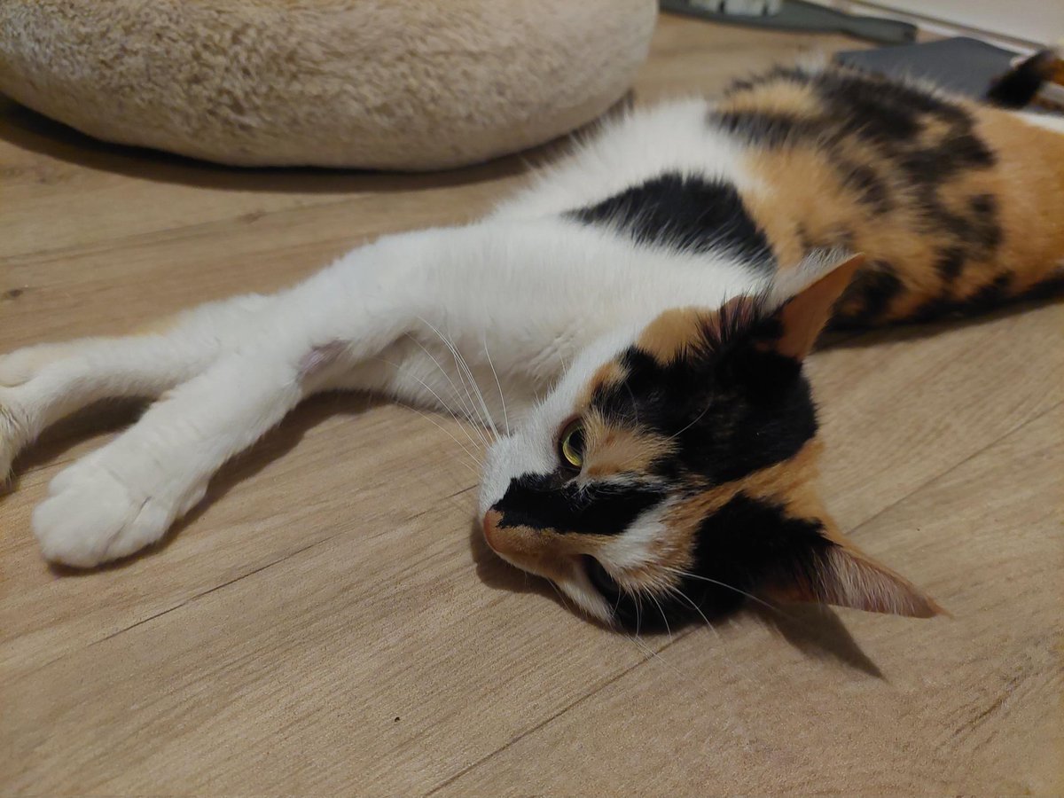 MidWarksCP's tweet image. HOME WANTD: SHANDY

This 3-year old Calico female is now ready for her #foreverhome.

#AdoptDontShop