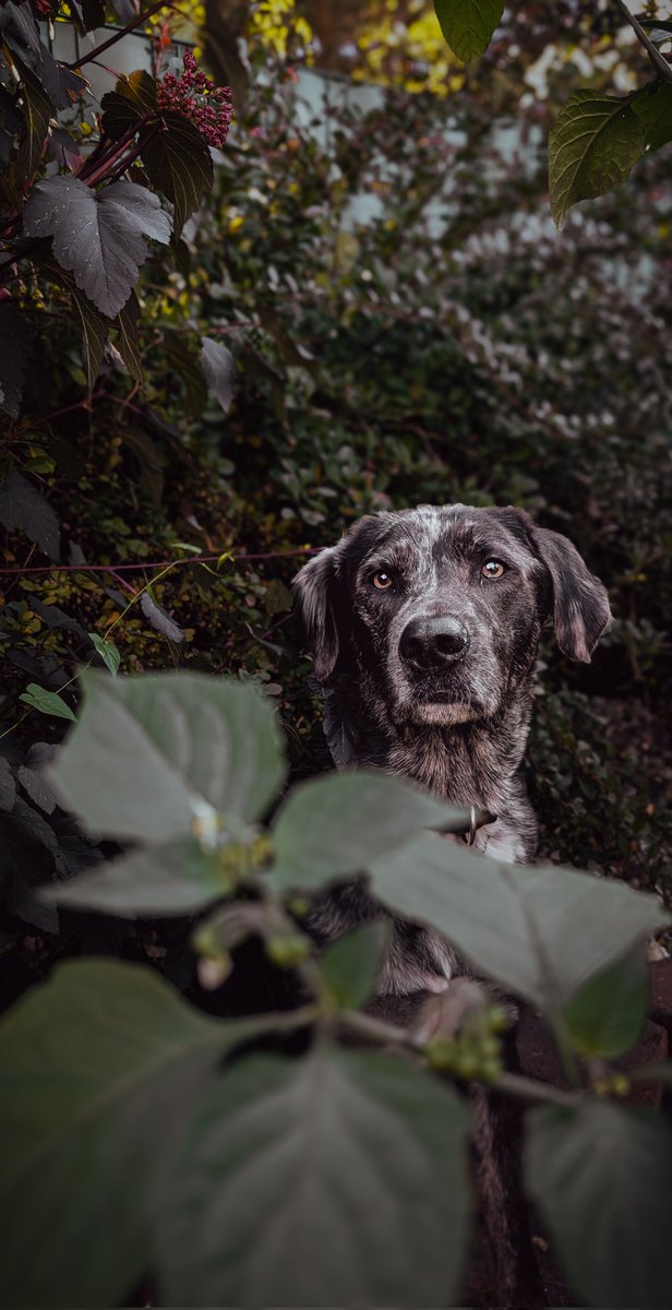 So wie er schaut, fühle ich mich auch manchmal.
