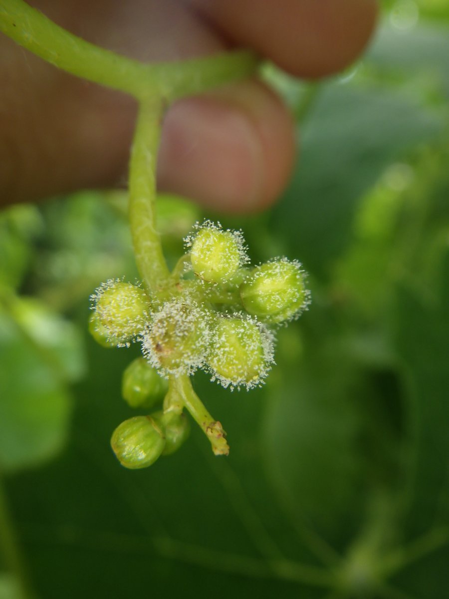 Out in the field building one of the largest plant disease image datasets, we keep finding stunning details of nature and human endeavor. Shown from ours: Downy Mildew (Plasmopara viticola) water mould on newly setting grapevine fruit. #PlantPathology #Viticulture #AI4Ag #dataset