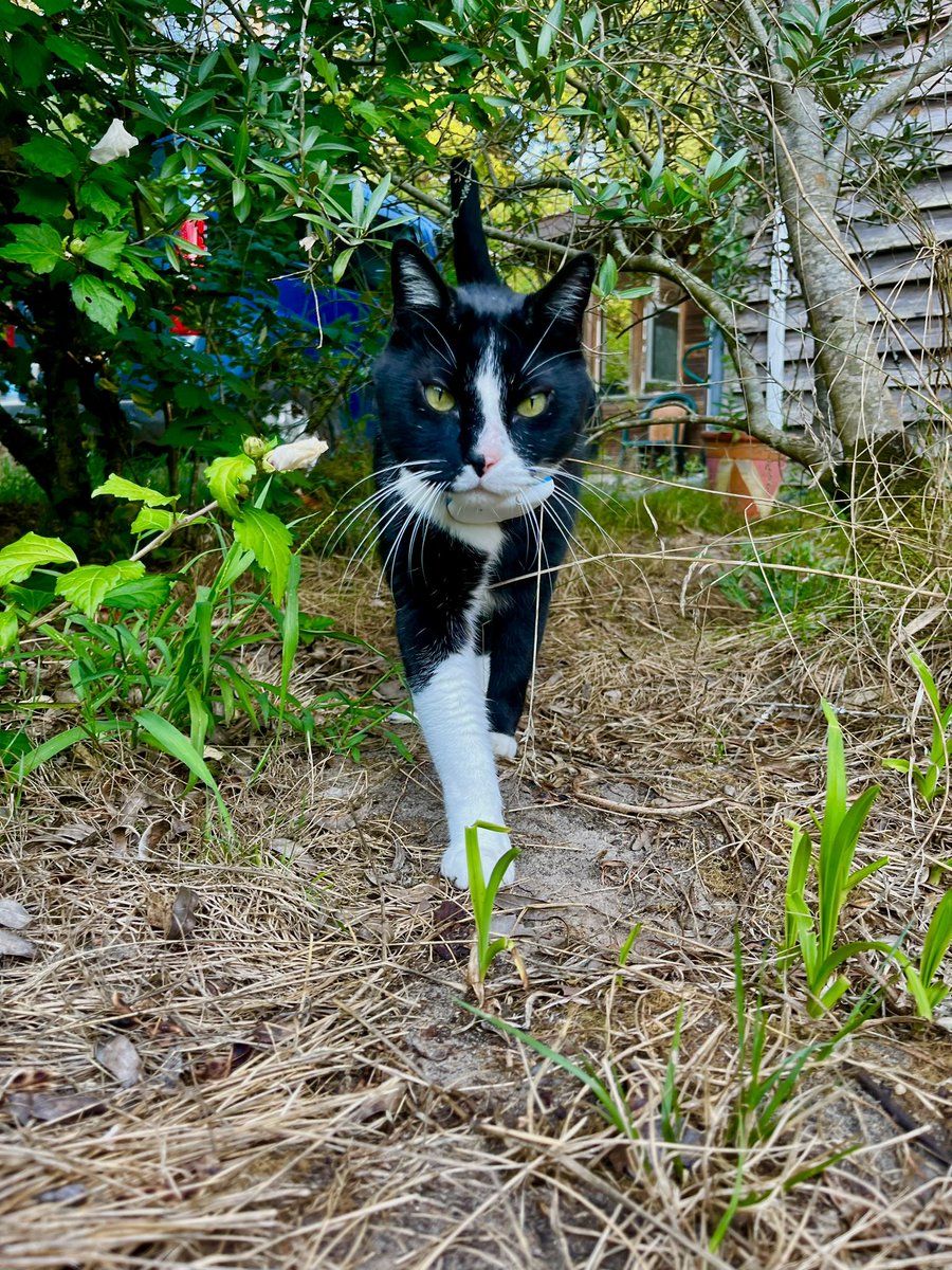 thanos_cat's tweet photo. Coucou les chamis j’espère que ça va quelques photos récentes https://t.co/WmaI0i3JAZ