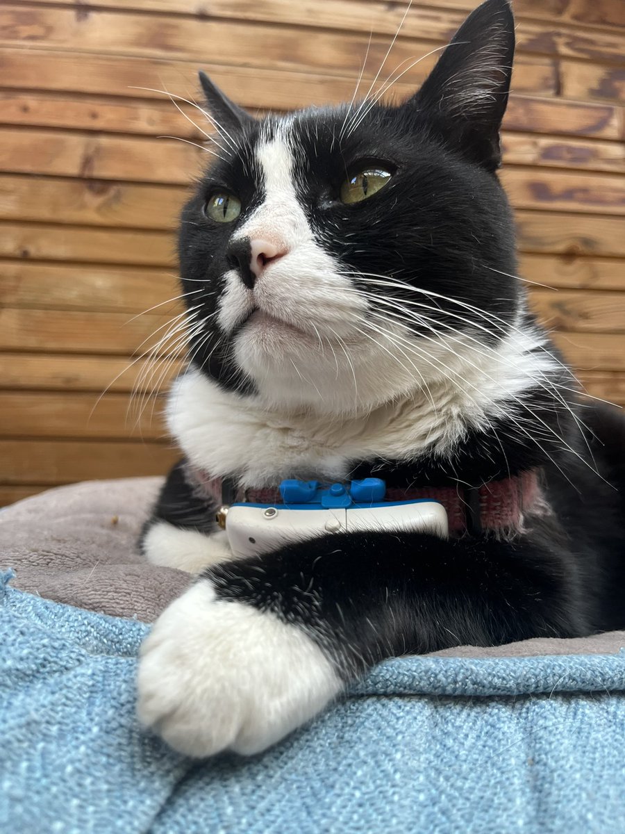 thanos_cat's tweet photo. Coucou les chamis j’espère que ça va quelques photos récentes https://t.co/WmaI0i3JAZ