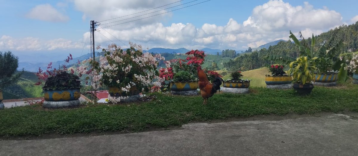 Coopcafer's tweet photo. 🌅☕ Después de un largo día de trabajo en el campo, nuestros caficultores encuentran paz en su hogar.
Al caer la tarde, se sientan a contemplar los paisajes que les ofrece la naturaleza, admirando el fruto de su esfuerzo.🍃🌄 https://t.co/0sYLvLt6Gk
