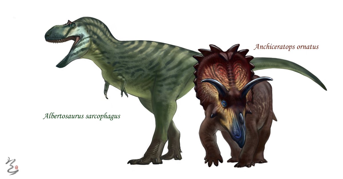 zihanshen115982's tweet photo. Albertosaurus sarcophaqus and Anchiceratops ornatus https://t.co/tm1lFRakPT