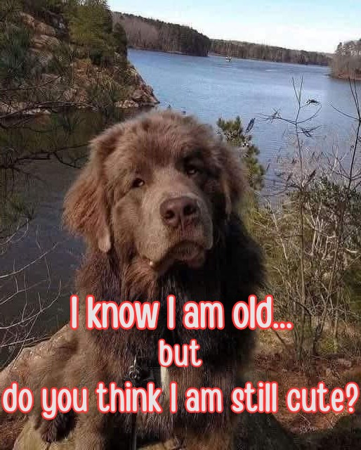 Dog Lovers (@doglovers03) on Twitter photo 