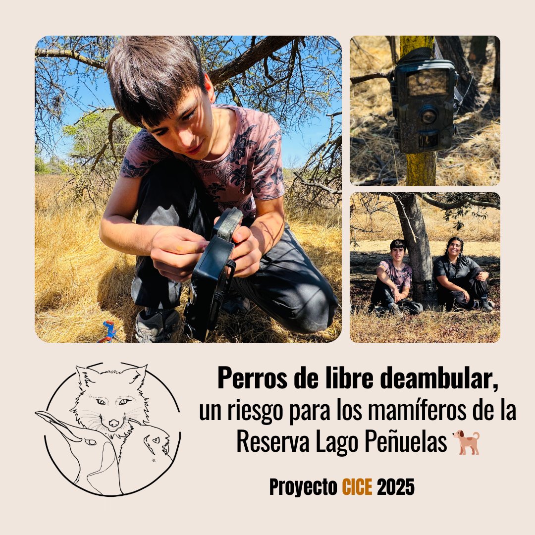 Centro de Investigación Científica Escolar tweet media