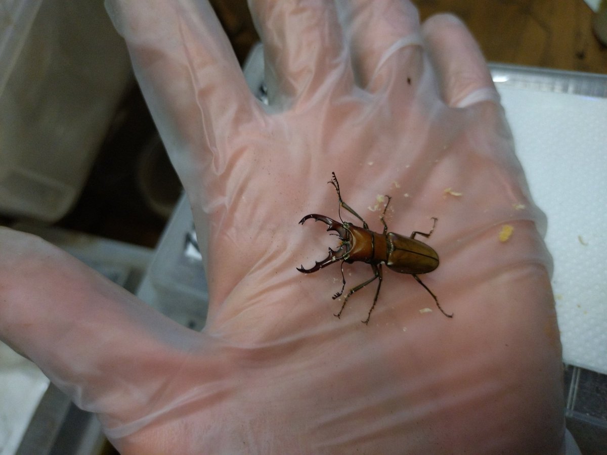 昆虫相手にマジ喧嘩様リクエスト リクエスト「つよさ300のムシを育てられるまで帰れません」に