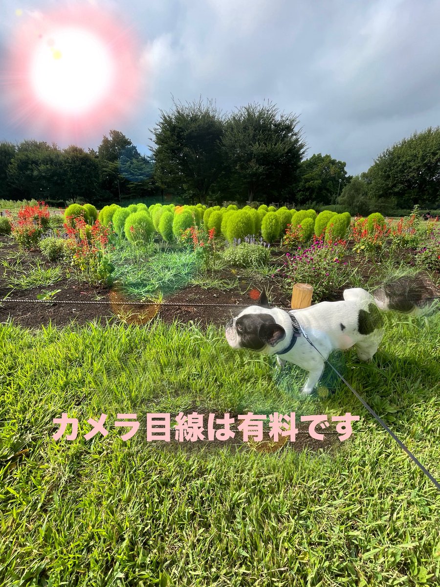 エディの快活日誌・第3話『フォトジェニックを完全無視』
#フレブル #フレンチブルドッグ #鼻ぺちゃ #犬のいる生活