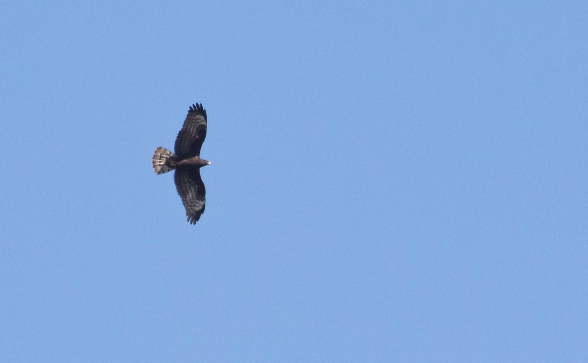 In the late morning there was some movement of juvenile Honey Buzzards along the Belgian Coast today. First I had a pale morph and an hour or so later a dark morph.