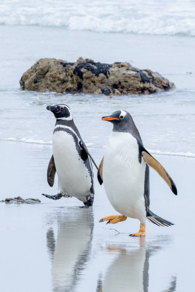 ぺんぎん？ ページ Amazon.co.jp: Suicaペンギンダイアリー Penguin Diary 7冊