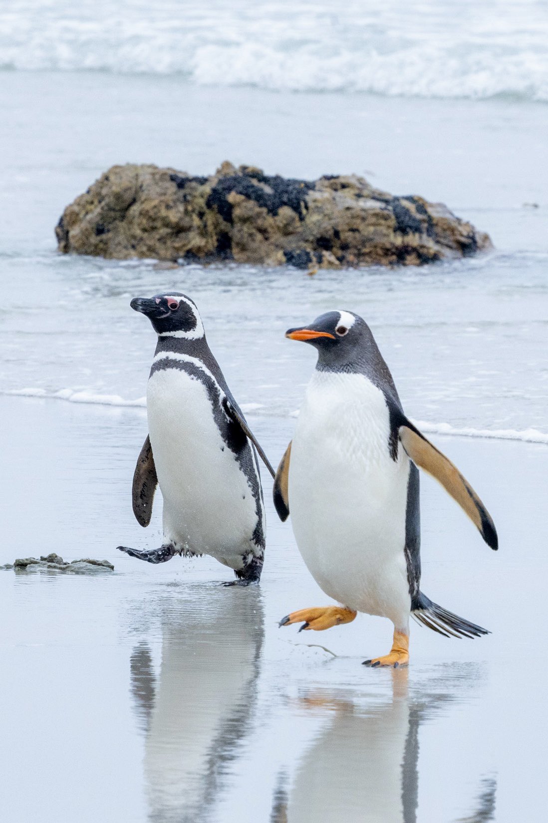 ジェンツー　ペンギン　剥製 ジェンツー ペンギン 剥製 Yahoo!オークション - 超希少