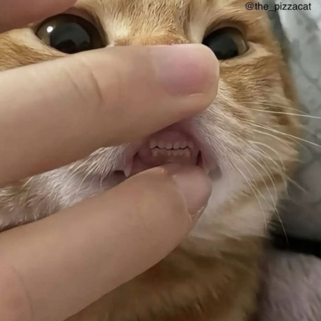 고양이 삐롱이 (@fromkittyk) on Twitter photo 