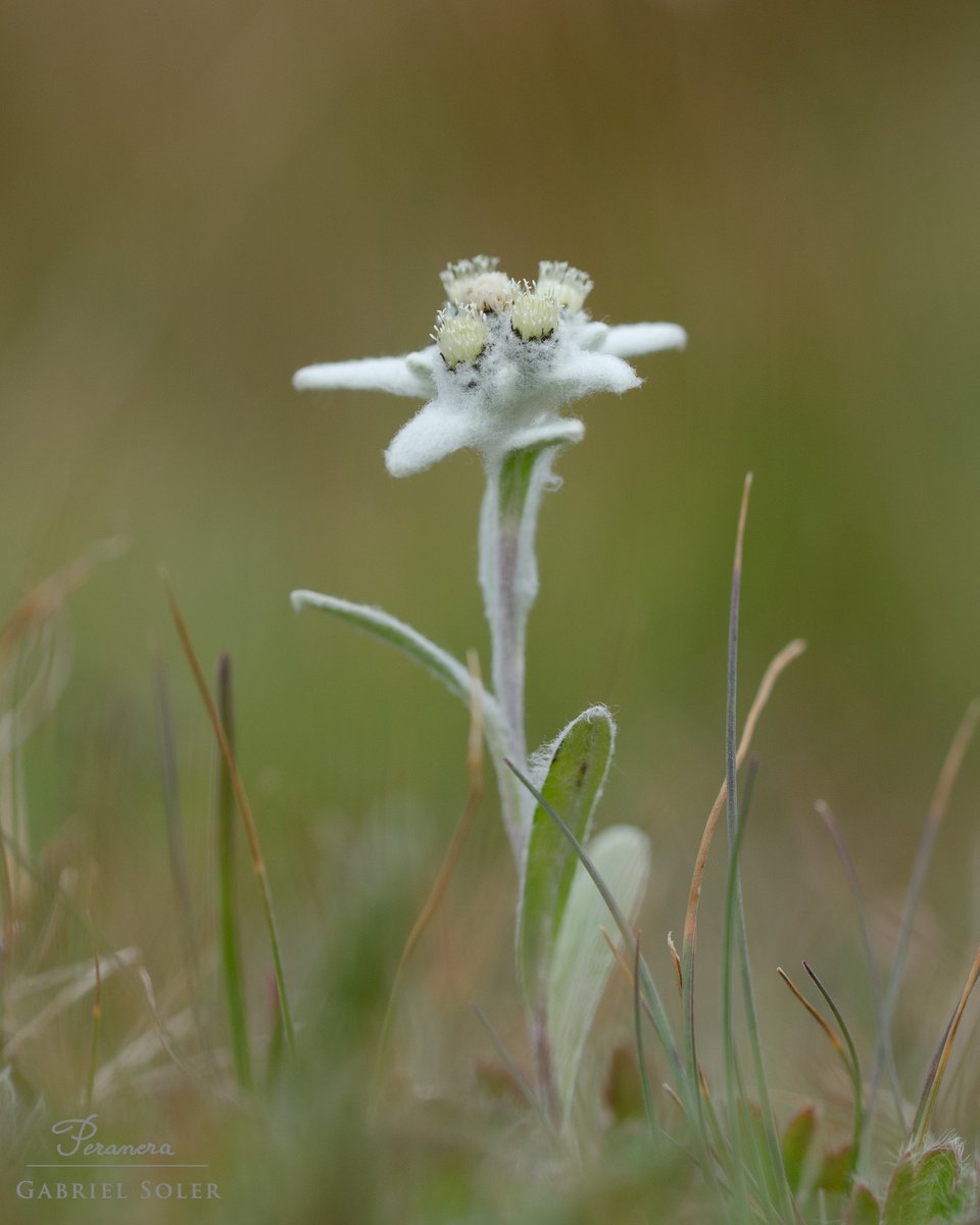 peranera's tweet photo. La meva primera flor de neu a la natura (Leontopodium alpinum) Es troben en petits grups als prats alpins i roquerars d'altura de les serralades europees. A la península Ibèrica només es troba als Pirineus on està catalogada com a espècie vulnerable. Breuil-Cervinia Alps italians https://t.co/2Njf43Bnw8