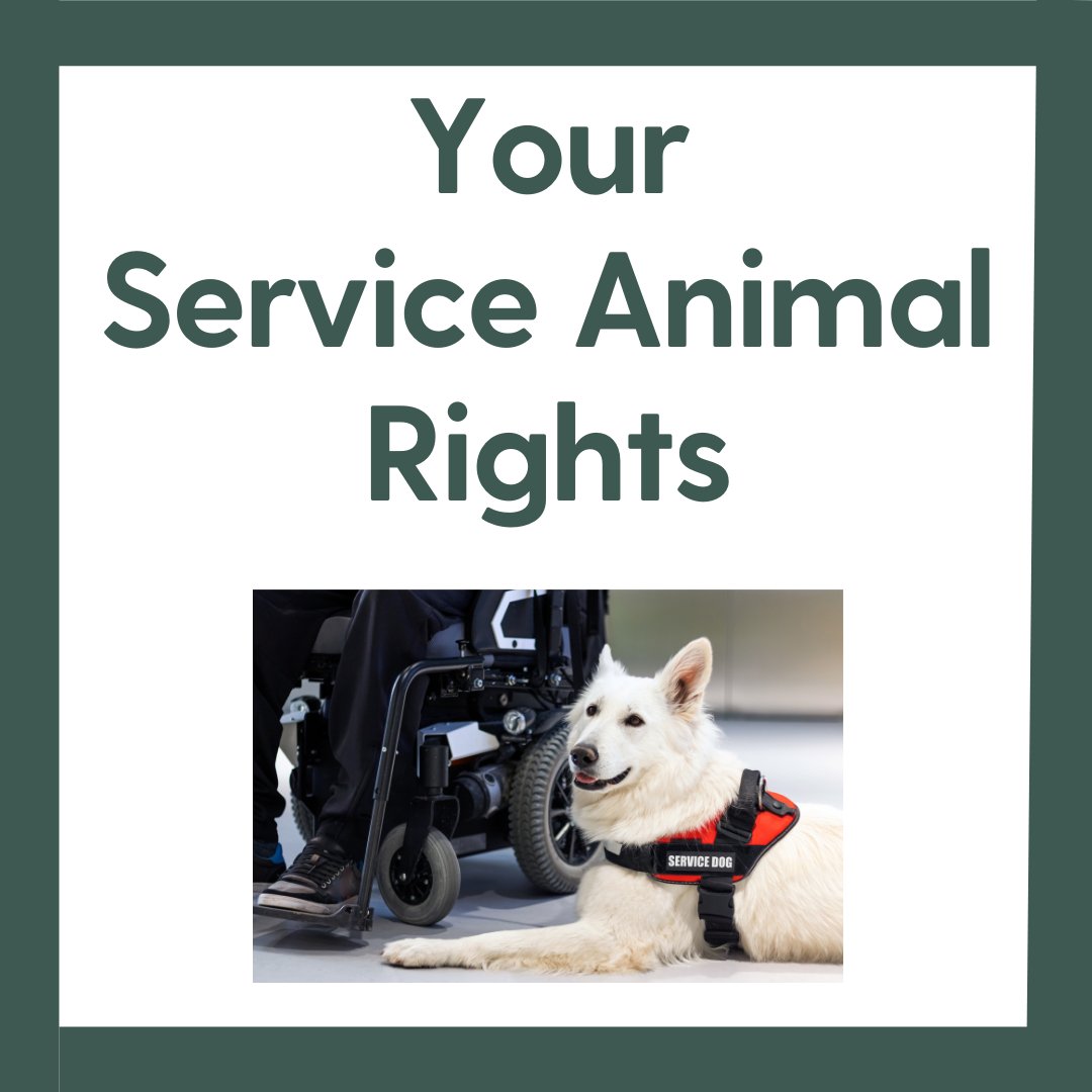 September is National Service Dog Month. Have you read our guide on assistance animals? This book reviews your rights to service dogs and emotional support animals.  disabilityrightssc.org/wp-content/upl…