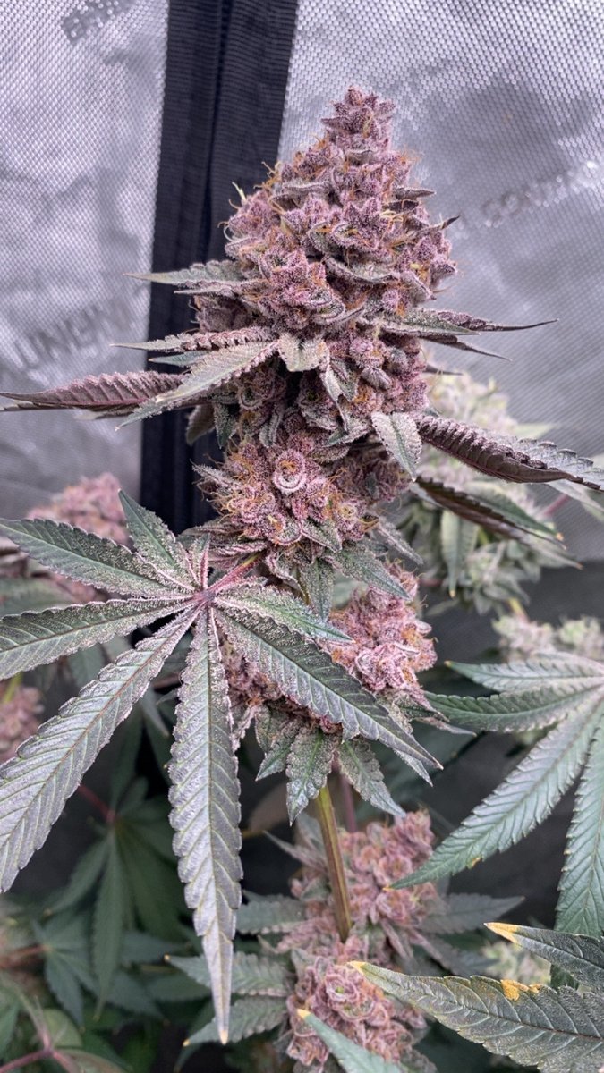 SolfireGardens's tweet photo. Yummy Yummy (Bahama Bussdown x Udder Madness)
looking like a snack right here 👅
"Rise With The Phoenix"
📸Picture Courtsey of Discord User: BlasiseGenetics
#SolfireOrNoFire #Cannabis #SolSnap #Heater #SolfireGardens #YummyYummy https://t.co/qxXNAnJWLR