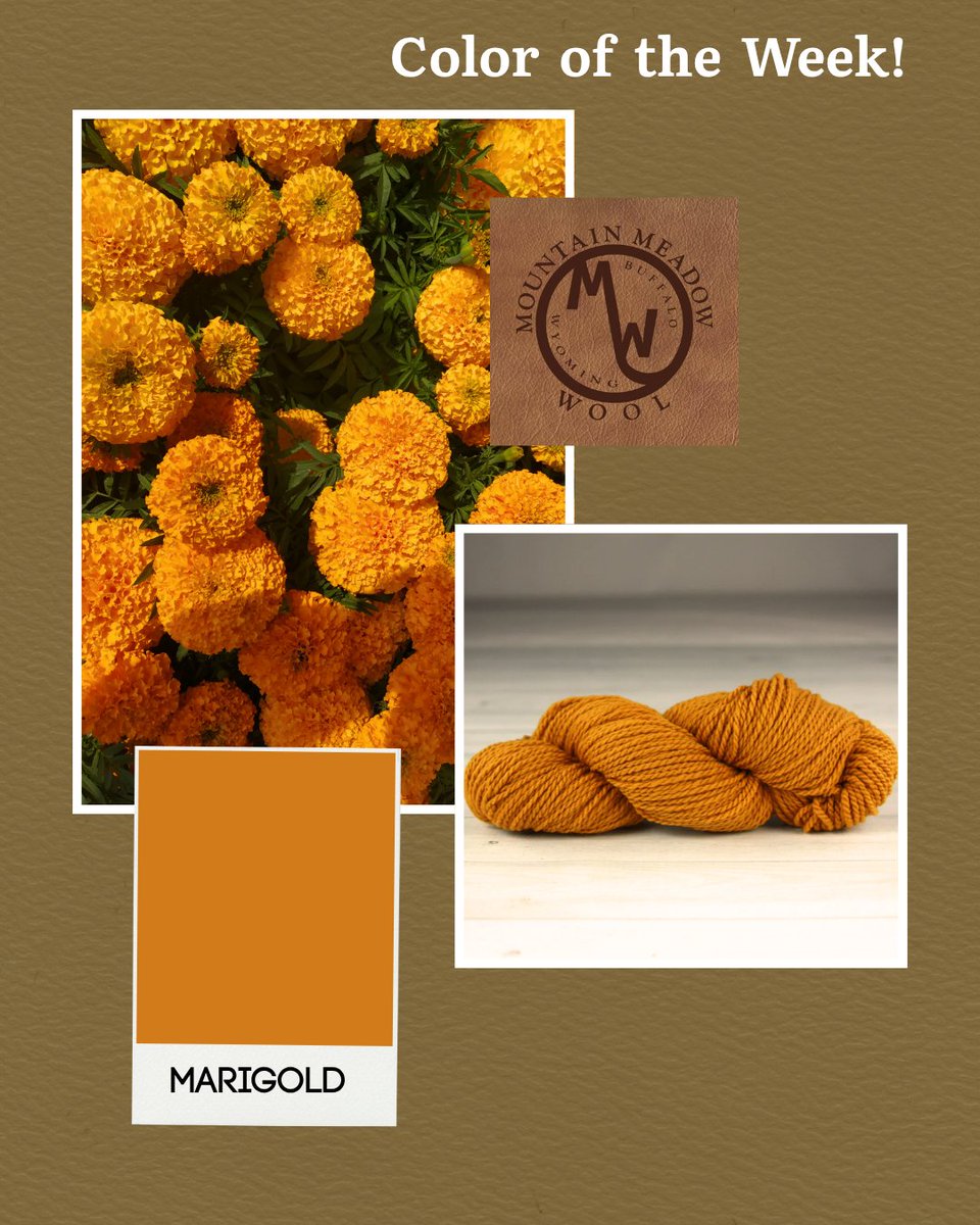 MtnMeadowWool's tweet image. 🌼 Color of the Week: Marigold! Add sunshine to your projects with this warm yarn. Perfect for autumn and summer. Available in multiple weights! #ColorOfTheWeek #MMW #Knitspiration #CrochetVibes #StyleInColor #PalettePerfection #FlowerPower #YarnLove #knitting