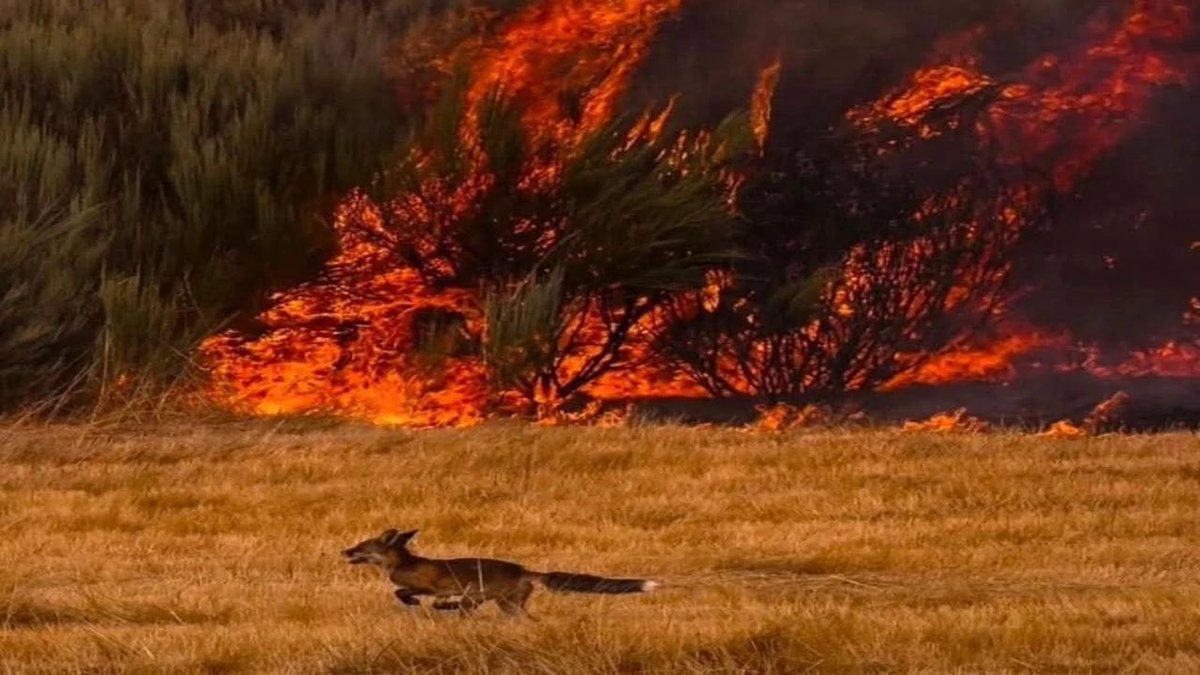 Bugün Karabük’te yangından kaçan bir tilki.
#karabükyanıyor
#kastamonuyanıyor