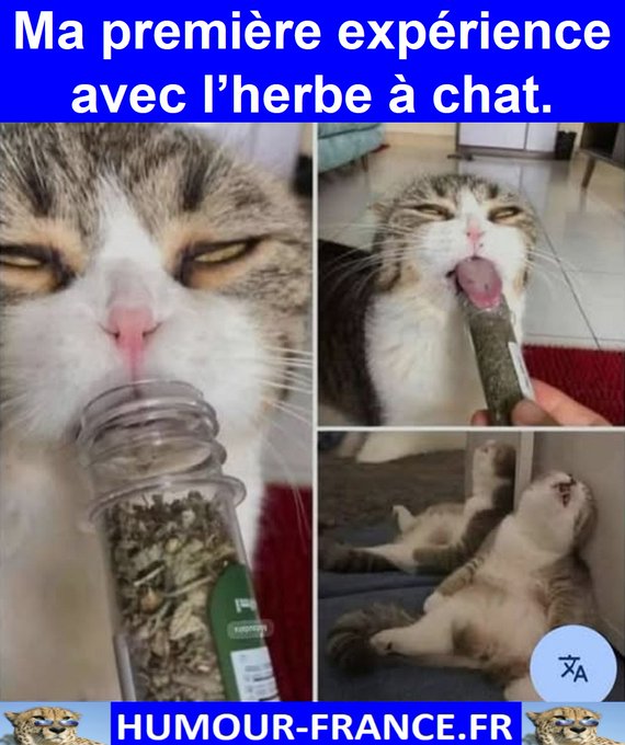 text alternatif