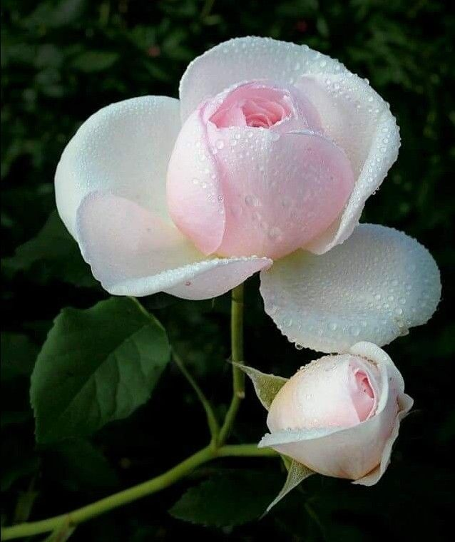 The darkest nights produce the brightest stars.
#Photography #Flowers #Rose #rose