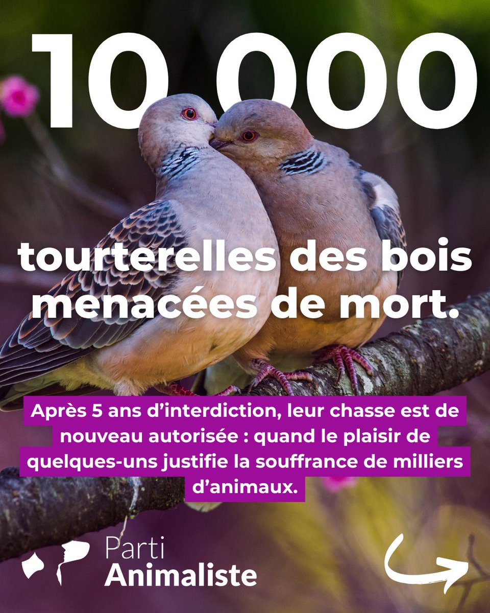 PartiAnimaliste's tweet image. Ce que les chasseurs exigent, les chasseurs l'obtiennent... 

Le gouvernement vient de réautoriser la chasse aux tourterelles des bois : plus de 10 000 individus pourront être massacrés... 

Il est urgent de mettre fin à cette dictature des lobbys ! 

[1/5]
