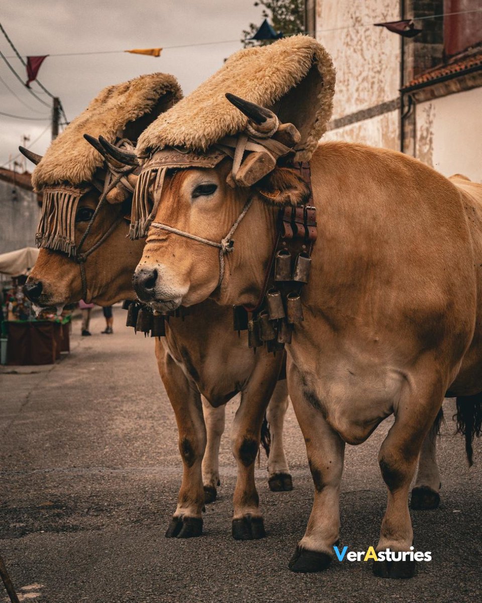 🐮Unos gües perguapos col xugu puestu. Vense poques veces yá, ¿eh?