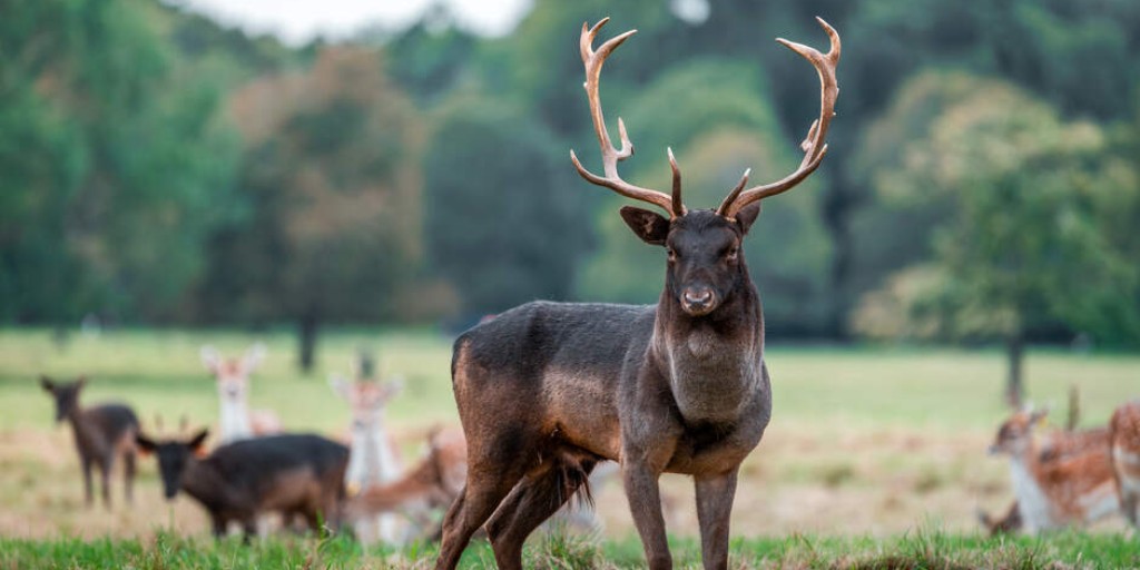 🌿🦌 Discover Ireland’s Wildlife Wonders 🌿🦌

Each September, the wild deer of Phoenix Park begin their annual rutting season — close to the city centre, it’s one of Dublin’s most enchanting sights.

Sail with us to Dublin this September and discover it for yourself. ✨