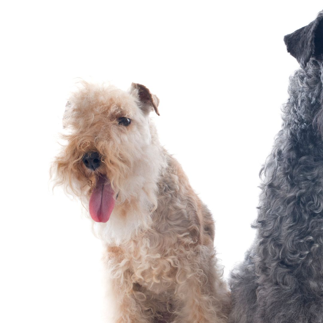 Some concerns though:

They have a strong prey drive, which means they may not get along well with small animals, including cats. 

They also have a tendency to dig, which can be a problem for some owners. 

Additionally, their coat requires regular grooming to prevent matting.