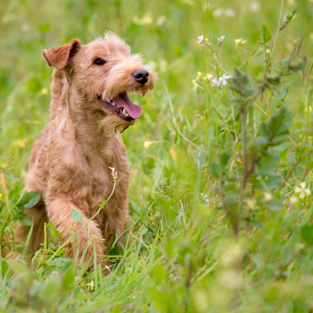 The Lakeland Terrier is a charming breed with a lot to offer. 

They are intelligent, lively, and affectionate, making them great companions for the right owner. 

Do you have one?  Stories!?

Let us know!