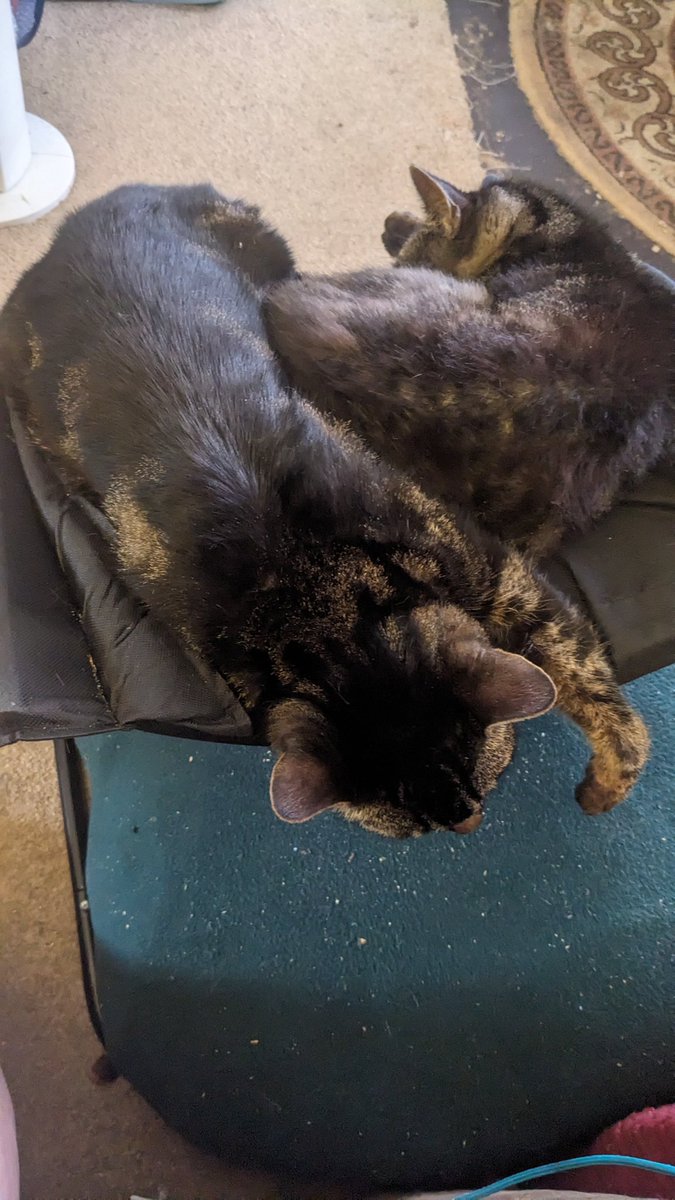 I think I've lost my new foot stool as these cheeky things think it's a cat hammock. 😃