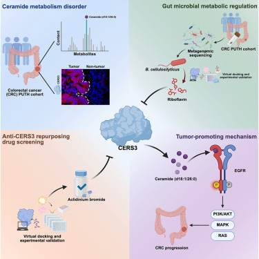 Cell_Metabolism's tweet photo. Microbial riboflavin inhibits ceramide synthase 3 to lower ceramide (d18:1/26:0) and delay colorectal cancer progression https://t.co/TZ30NIds1y https://t.co/dYZARCvTW0