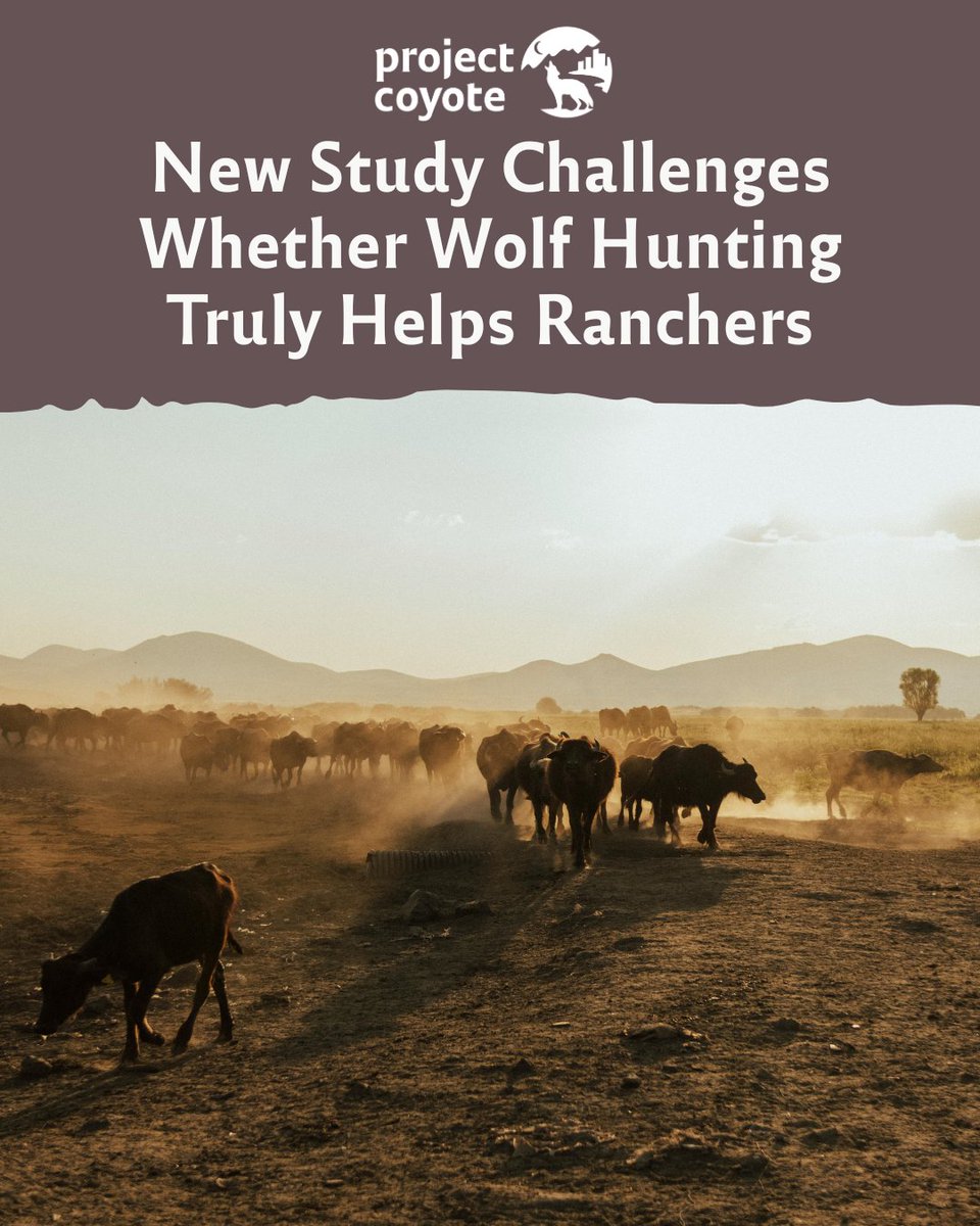 ProjectCoyote's tweet image. 🐺 Does wolf hunting really help ranchers? 🐄

A study in Science Advances shows hunts in MT &amp;amp; ID had little impact on farmed animal losses or govt wolf kills. Killing 1 wolf spared just 7% of a cow.

Wolf hunting fails ranchers and wolves pay the price.

#ProtectAmericasWolves