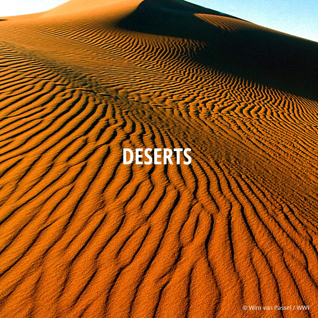 World_Wildlife's tweet image. While they may appear to be dry and arid, deserts hide their greatest treasure below the surface: stores of water. Beneath the sands lie stores of groundwater. (1/4)