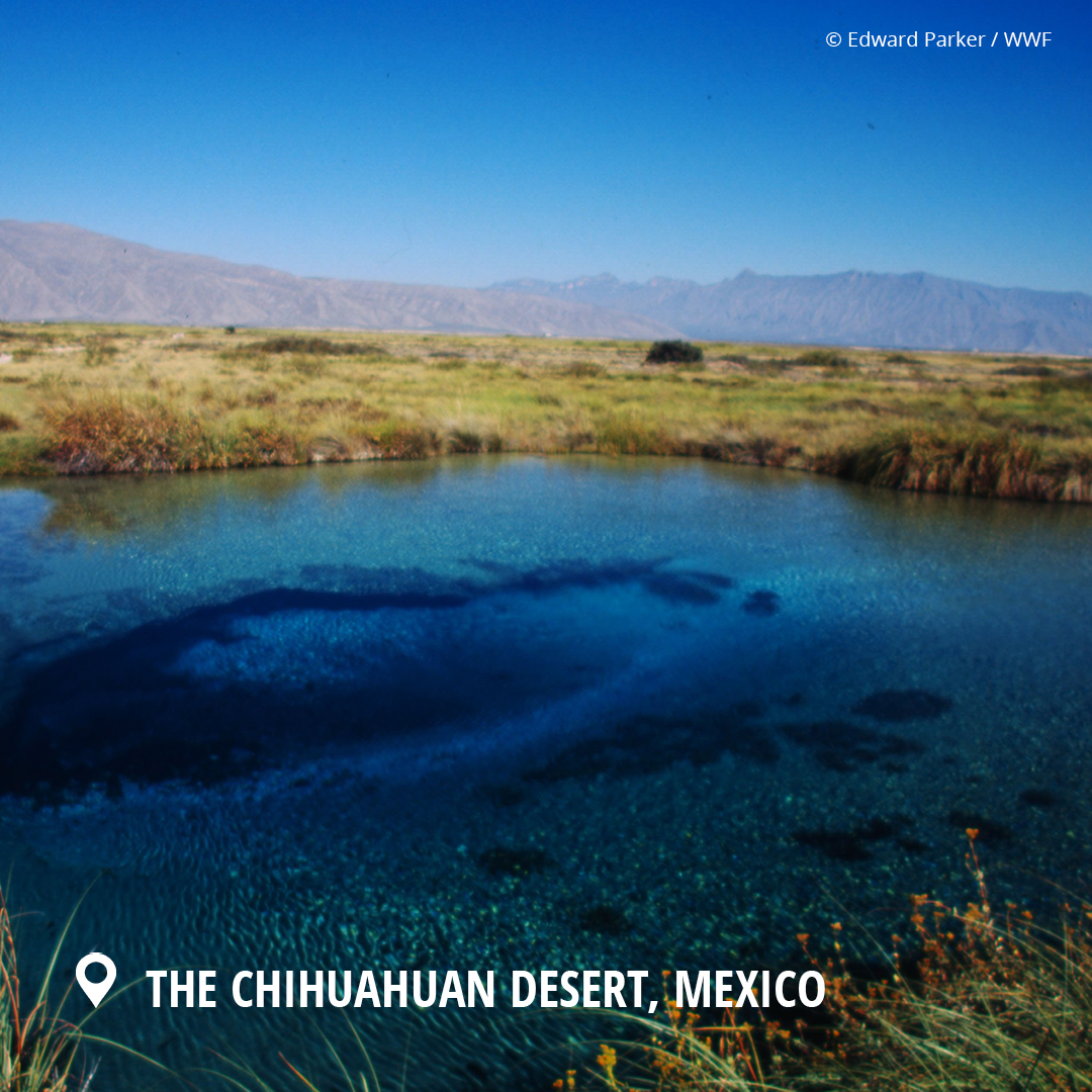 World_Wildlife's tweet image. While they may appear to be dry and arid, deserts hide their greatest treasure below the surface: stores of water. Beneath the sands lie stores of groundwater. (1/4)