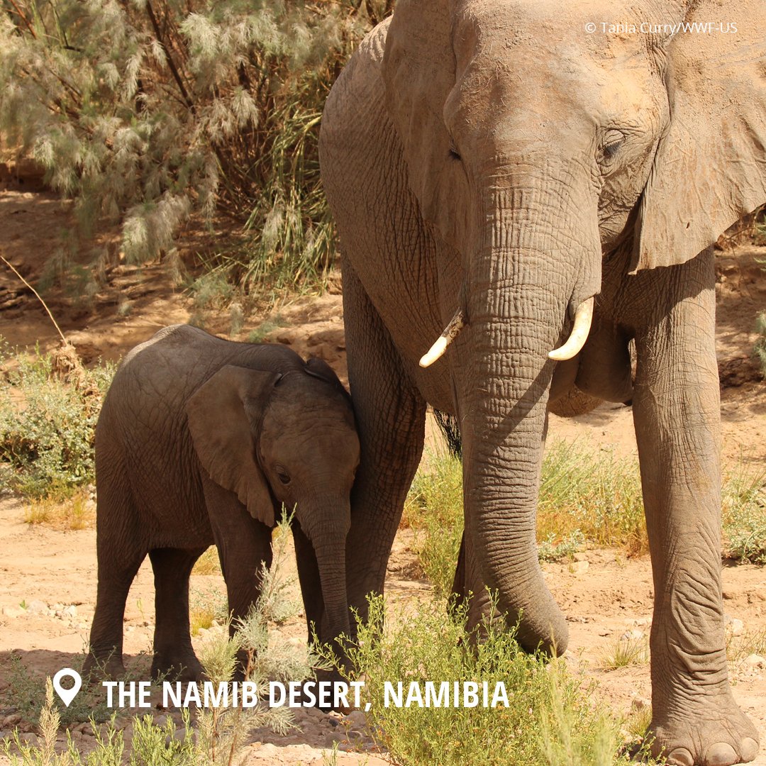 World_Wildlife's tweet image. While they may appear to be dry and arid, deserts hide their greatest treasure below the surface: stores of water. Beneath the sands lie stores of groundwater. (1/4)