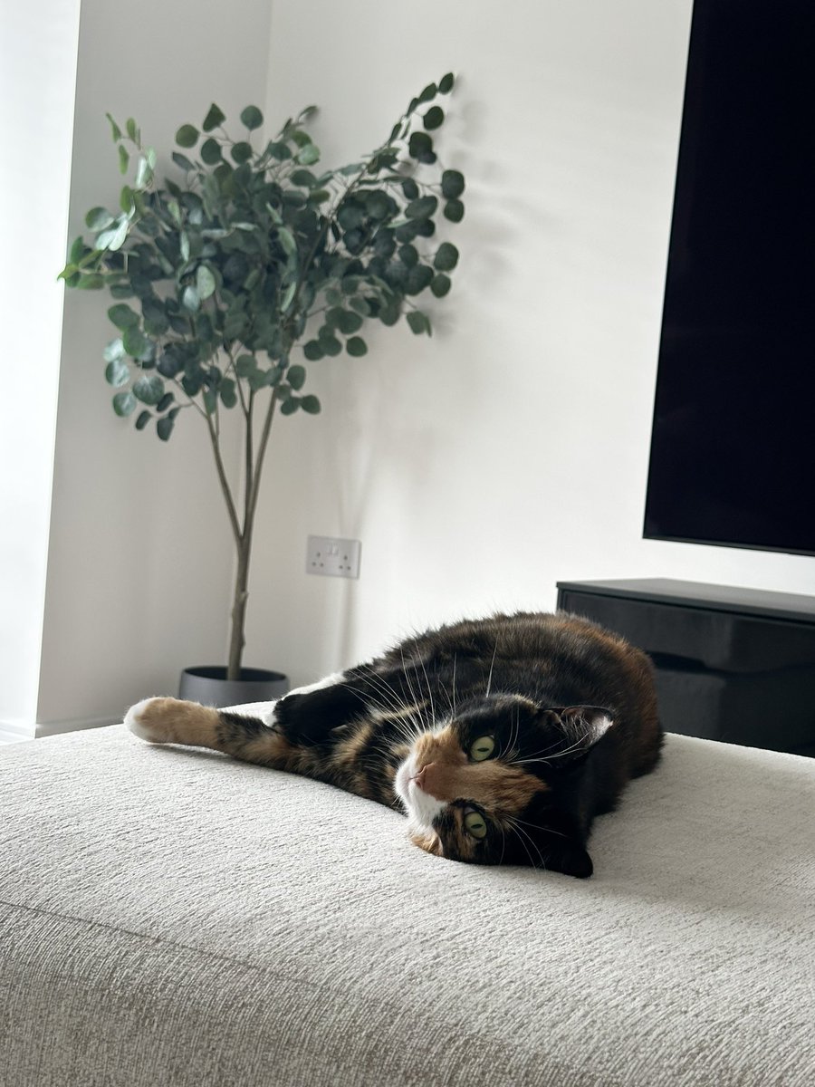 flowerthecatt's tweet photo. Hip hip hooooorayyyy I am 6 today 🥳❤️🥰😬🎉🎂🎁🎈 https://t.co/sXSKOlDbQD