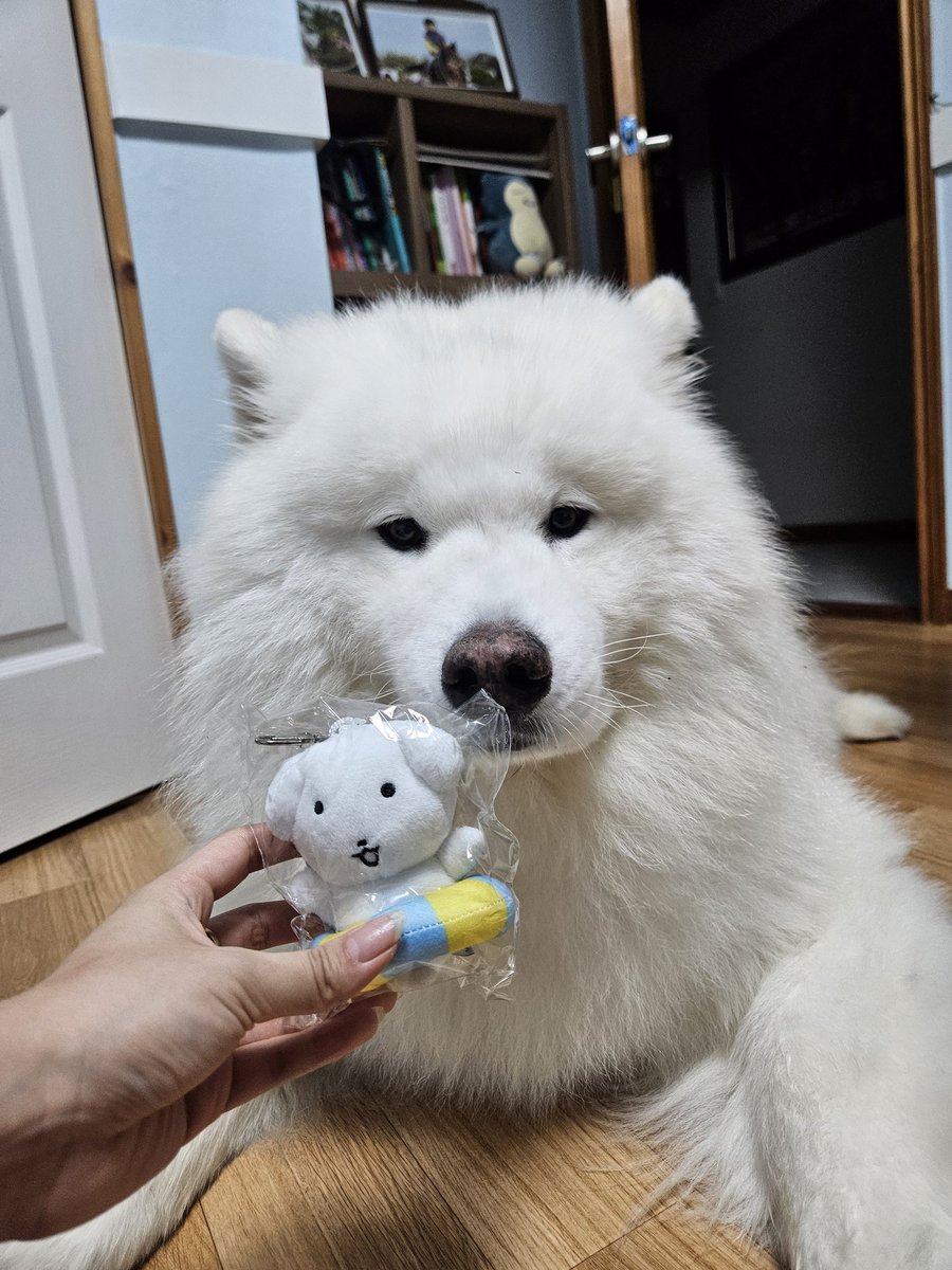 마늘쫑 (@jjong_sami) on Twitter photo 