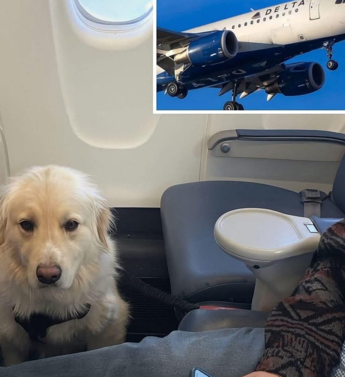 ❤️🐶

Delta Airlines Flight 694 had taken off from Detroit, heading for Los Angeles—just another routine trip. But high above the clouds, something unexpected happened: a small dog traveling with its owner suffered a serious medical emergency.

Its condition deteriorated fast. It