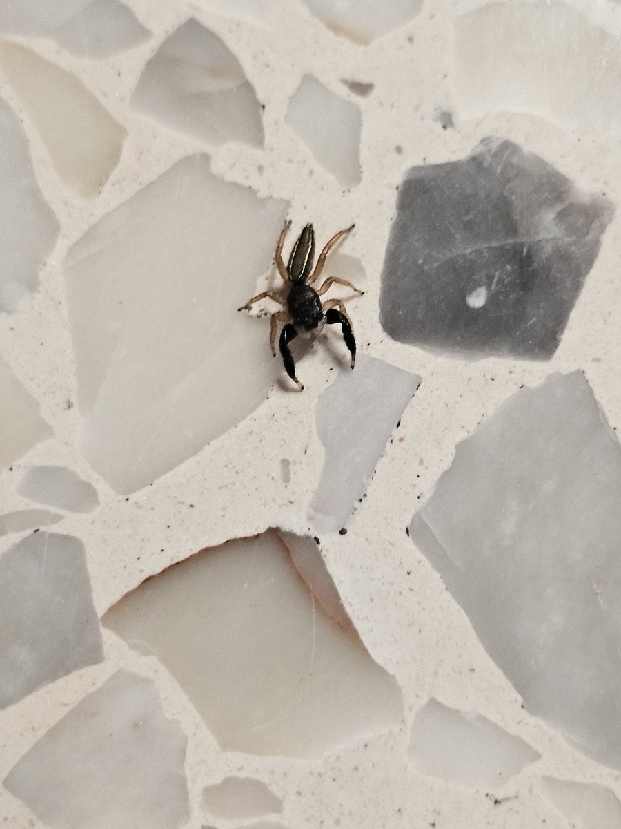 Este es un alacrán verdad?