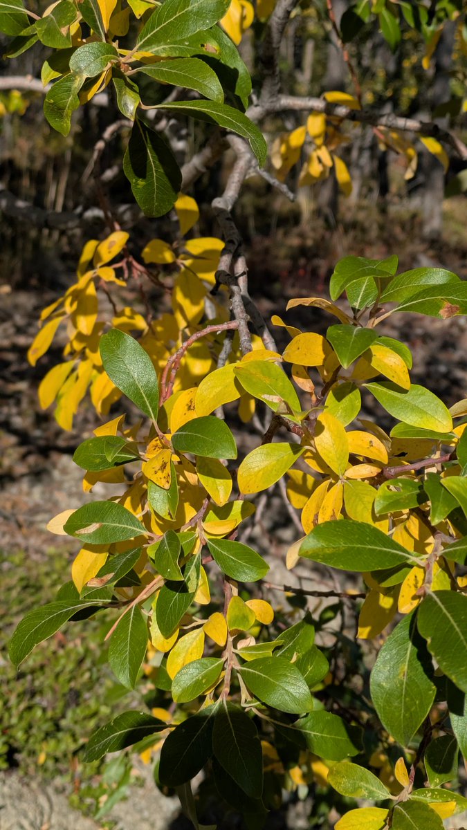 normhamilton's tweet image. Yukon Autumn Colours have arrived in Whitehorse @madebygoogle