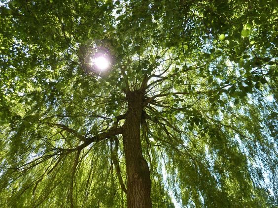 let us lie under the tree talking for hours until the light fades