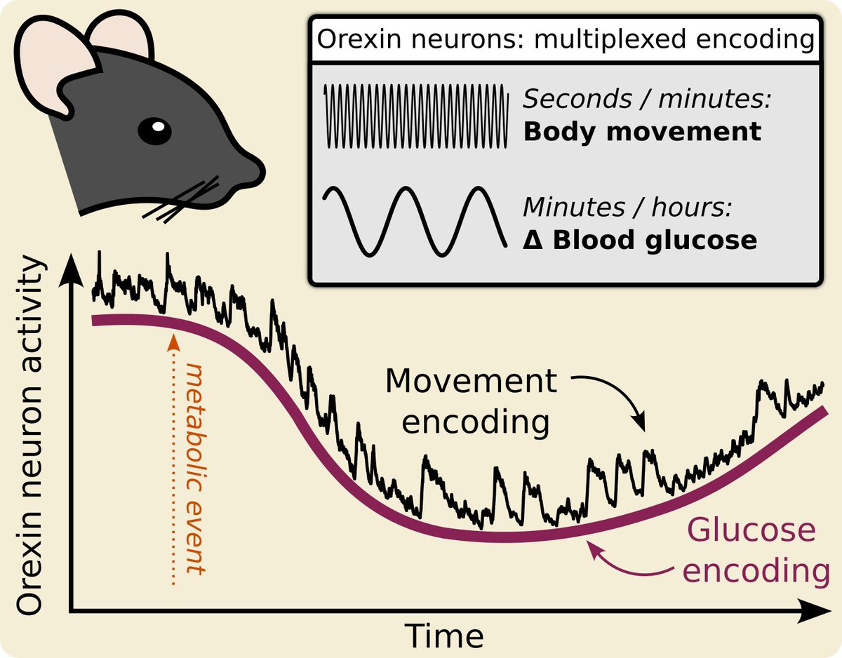 In mice, orexin neurons multiplex the encoding of rapid body-movements with slow changes in blood glucose. The extent to which these neurons correlate with movement across behavioral and metabolic states surprised us! Now a Version of Record in <a href="/eLife/">eLife - the journal</a>. doi.org/10.7554/eLife.…