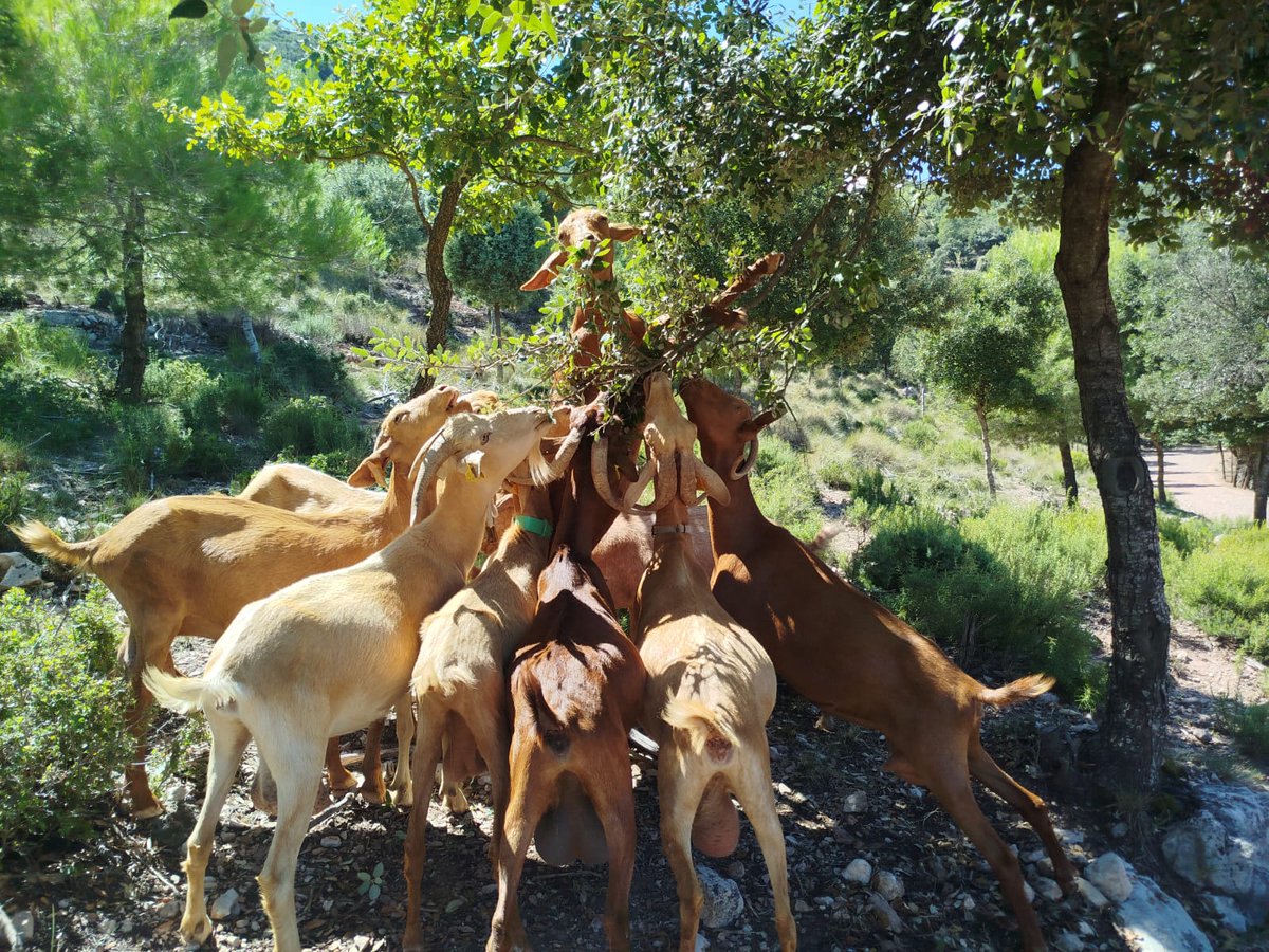 Enguany, avui 2 de setembre, podem dir que després d'alguns ensurts amb gossos deslligats hem patit el primer atac de gossos deslligats del 2025 al ramat. Han sigut 2 gossos que han tingut la sort de no ferir cap cabra i d'haver estar lligats abans de que Bru arribés...